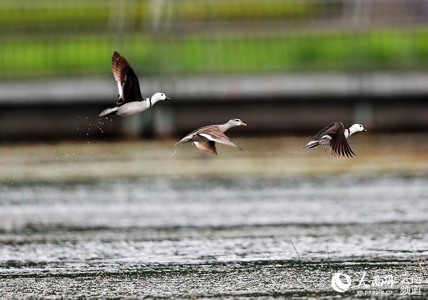 Cotton Teals spotted in Beihai Wetland Provincial Nature Reserve