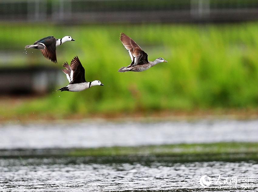 Cotton Teals spotted in Beihai Wetland Provincial Nature Reserve