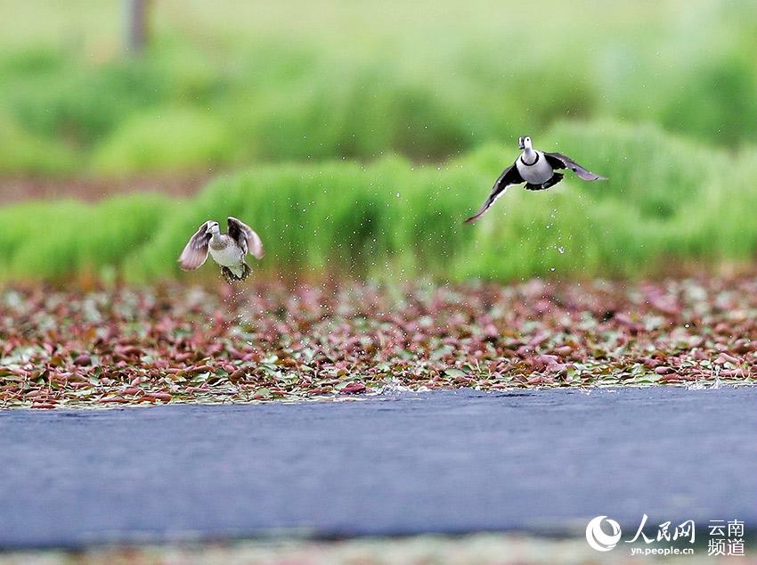 Cotton Teals spotted in Beihai Wetland Provincial Nature Reserve