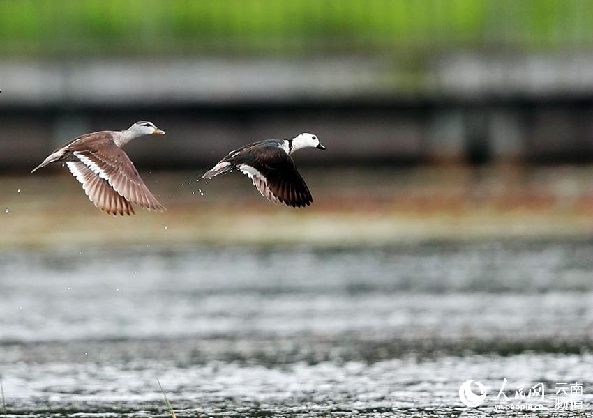 Cotton Teals spotted in Beihai Wetland Provincial Nature Reserve