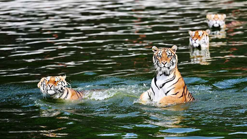 Siberian tigers at forest park in Heilongjiang