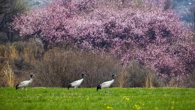 People's daily life in Nyingchi, Tibet