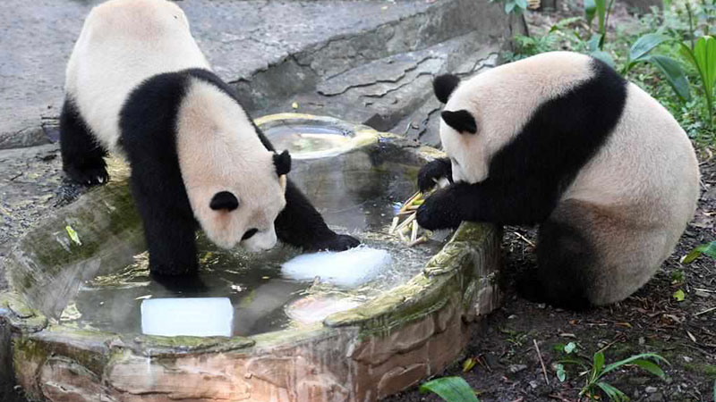 Chongqing Zoo tries to help animals fend off summer heat