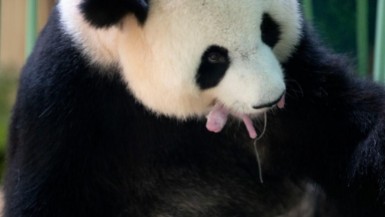 Giant panda gives birth to twins at Beauval Zoo in Saint-Aignan, France