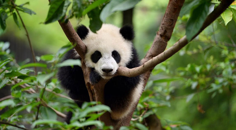 Technologies facilitate biodiversity protection in China