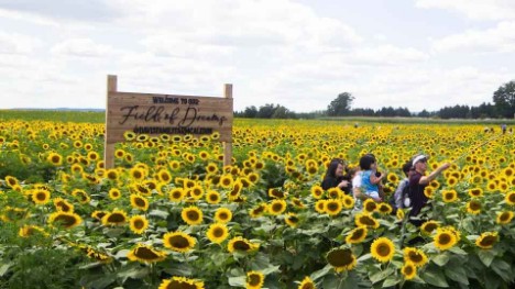 Sunflower Festival held in Caledon, Canada