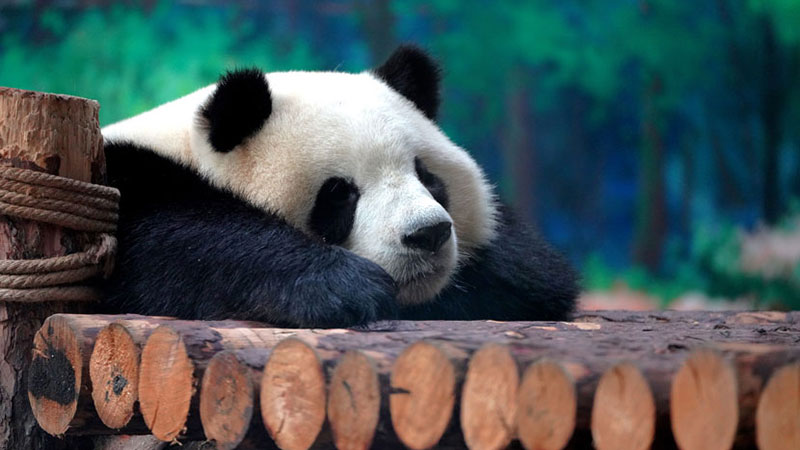 New heights for giant pandas at Qinghai-Tibet Plateau