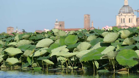Lotuses in Mantova, Italy
