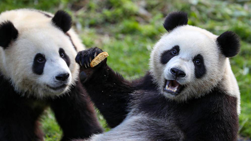 Giant panda twins celebrate 2-year birthday at Belgium zoo