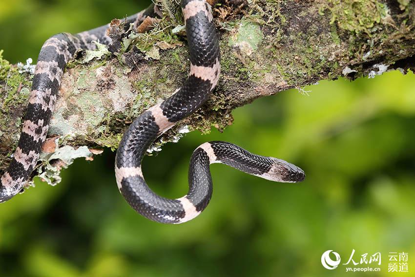 In pics: various species of colorful snakes in Yunnan
