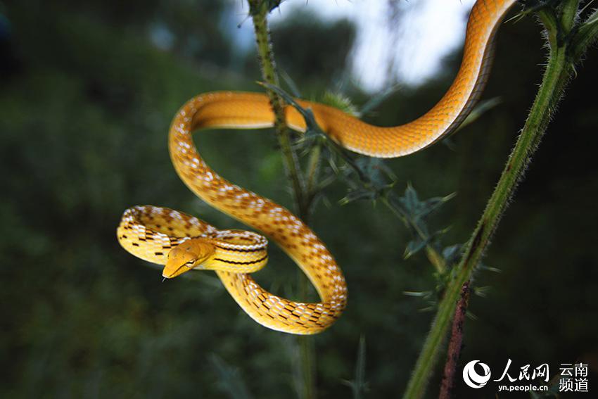 In pics: various species of colorful snakes in Yunnan