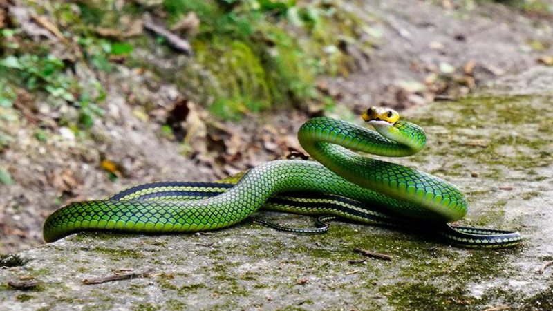 In pics: various species of colorful snakes in Yunnan