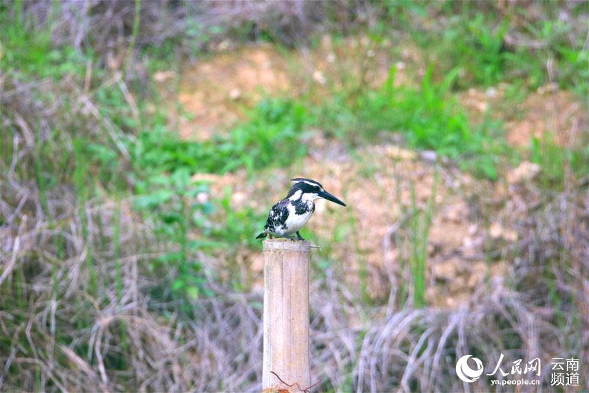 Rare bird spotted in SW China’s Yunnan