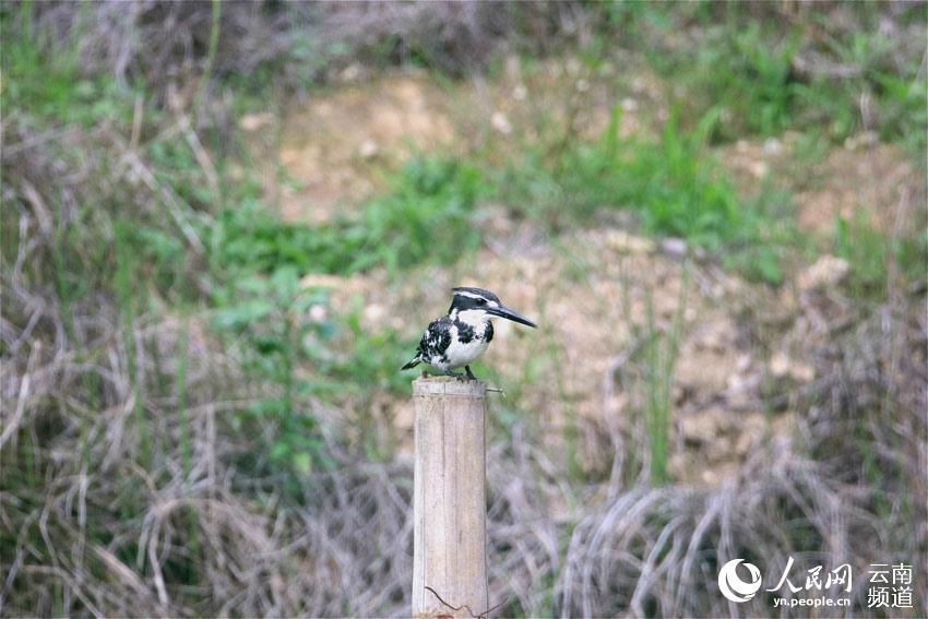 Photo shows a pied kingfisher. (Photo/Li Fafang)