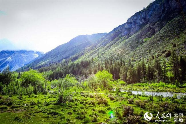 China sees improved protection over Yunnan snub-nosed monkeys