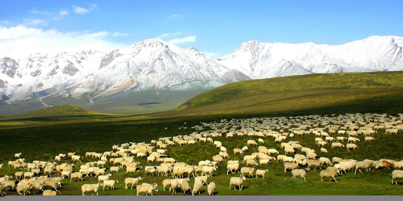 Exhibition held to showcase richness of biodiversity in NW China’s Qinghai