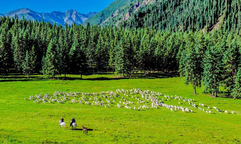 Exhibition held to showcase richness of biodiversity in NW China’s Qinghai