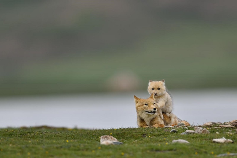 Exhibition held to showcase richness of biodiversity in NW China’s Qinghai