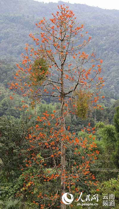Endangered plants discovered in SW China’s Yunnan