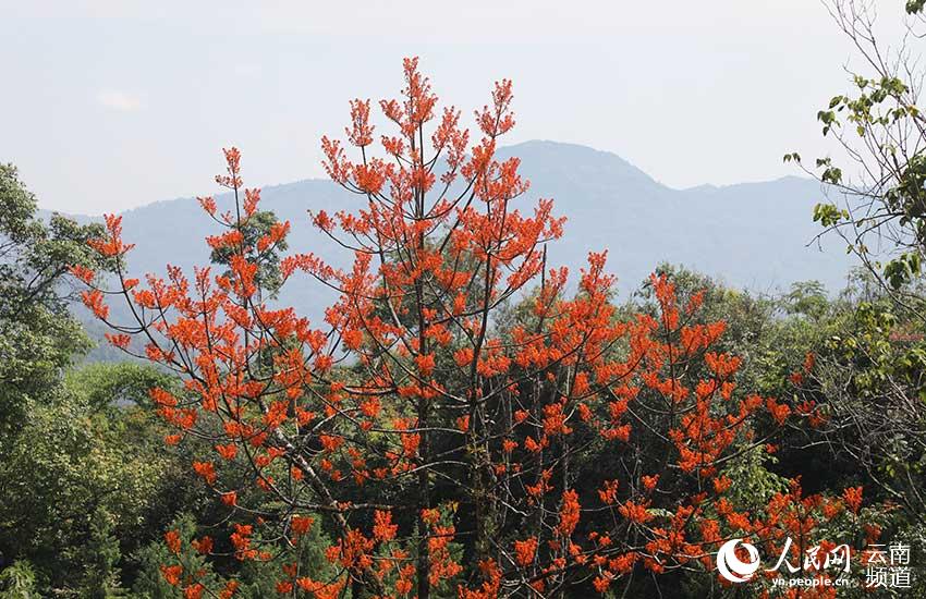 Endangered plants discovered in SW China’s Yunnan