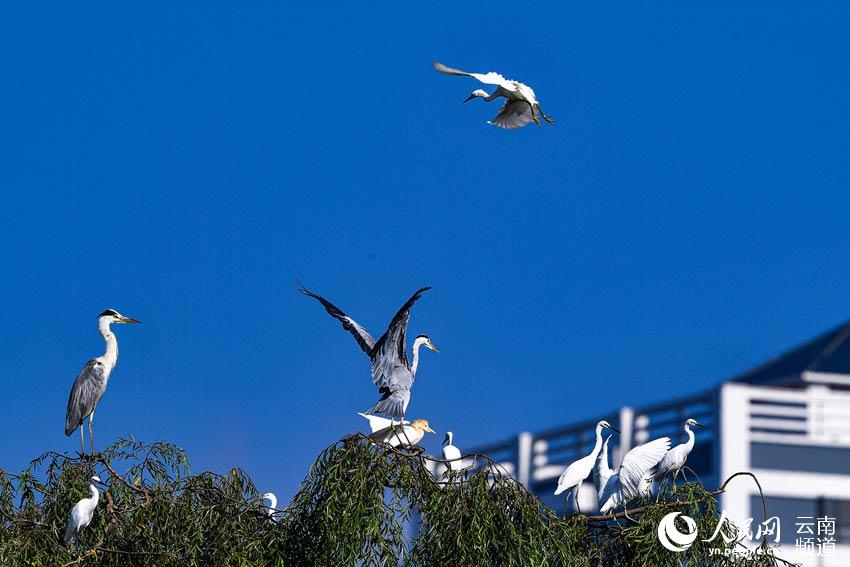 In pics: Park in SW China’s Yunnan becomes a paradise for birds, boasts rich biodiversity