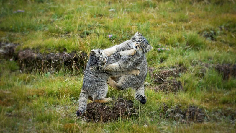 Exhibition held to showcase richness of biodiversity in NW China’s Qinghai