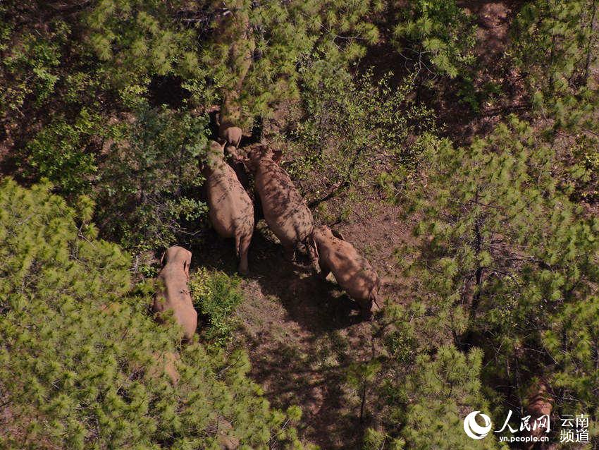 Asian elephants in China under better protection thanks to multiple efforts