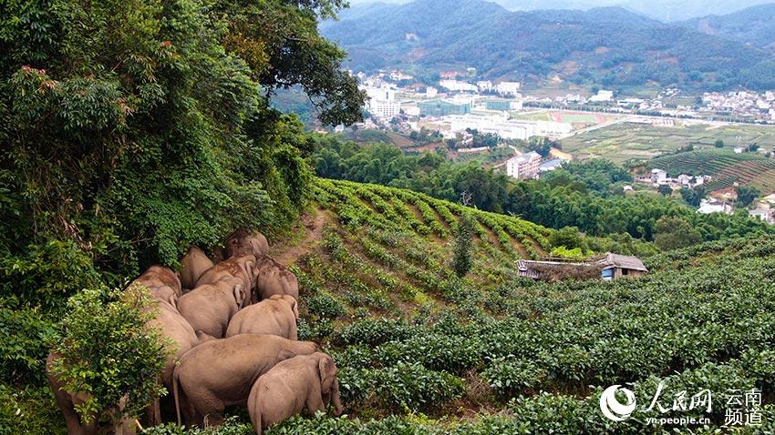 Asian elephants in China under better protection thanks to multiple efforts