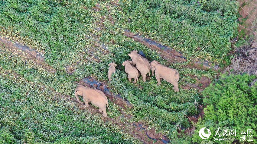 Asian elephants in China under better protection thanks to multiple efforts