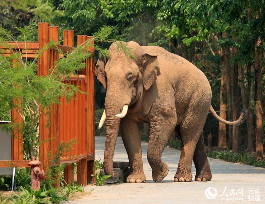 Stories of wild Asian elephants in SW China’s Yunnan