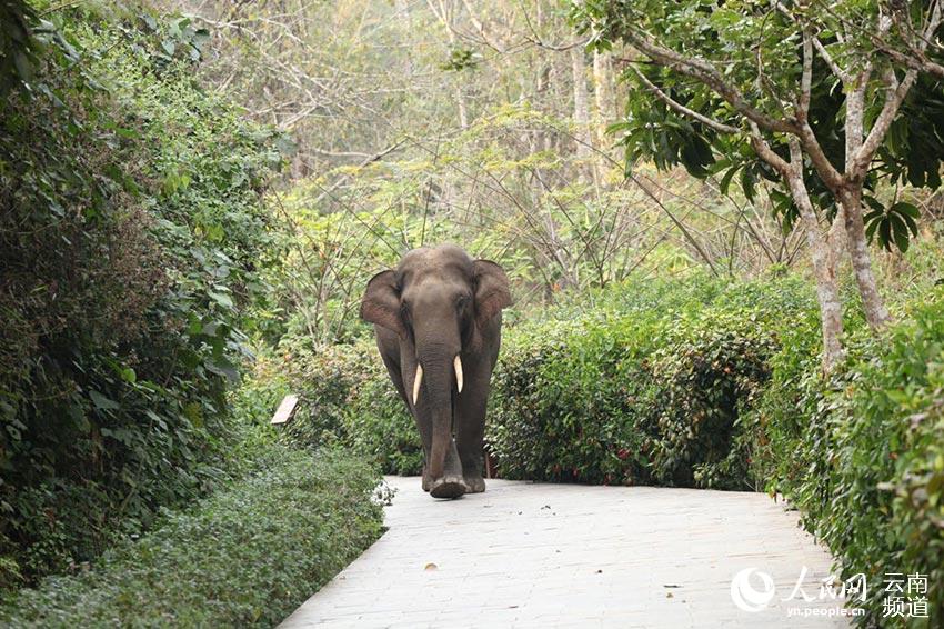 Stories of wild Asian elephants in SW China’s Yunnan