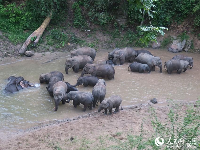 Stories of wild Asian elephants in SW China’s Yunnan