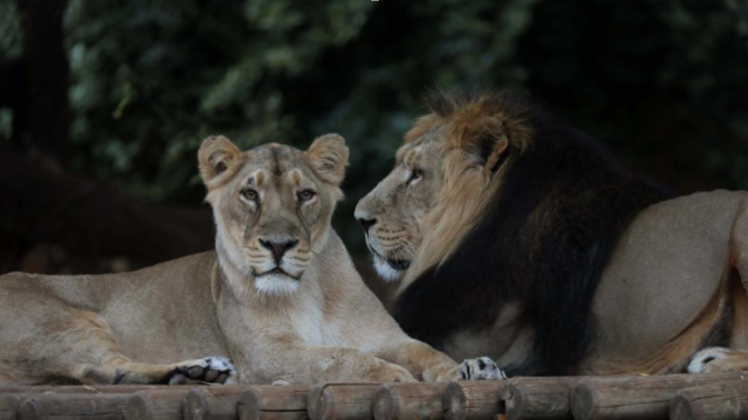 Lions seen at zoo in Jerusalem