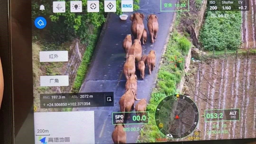 Migrating elephant herd in SW China’s Yunnan heads for home after long trek