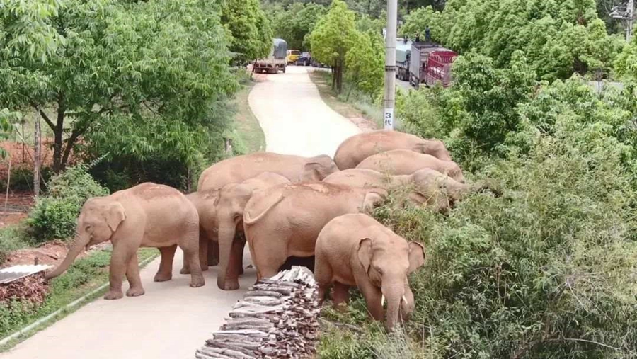 Migrating elephant herd in SW China’s Yunnan heads for home after long trek