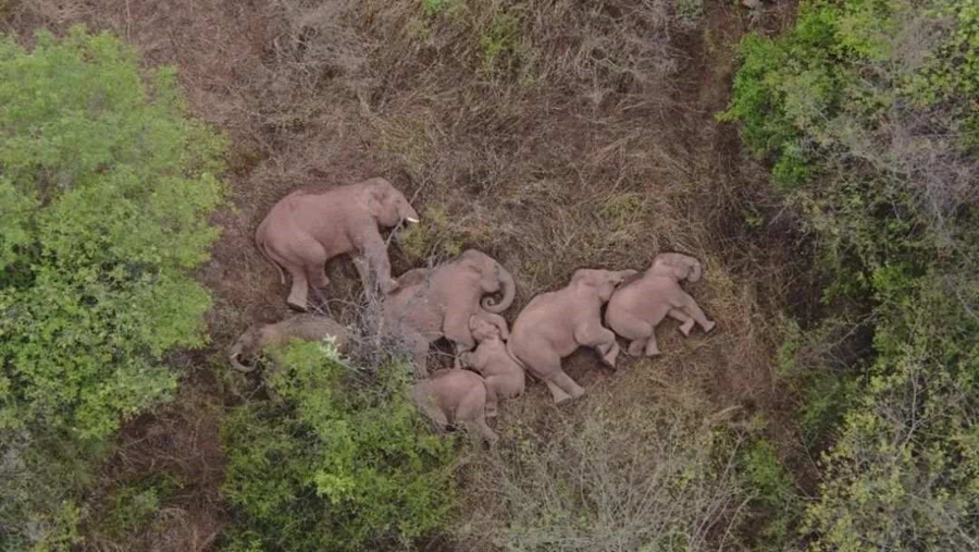 Migrating elephant herd in SW China’s Yunnan heads for home after long trek