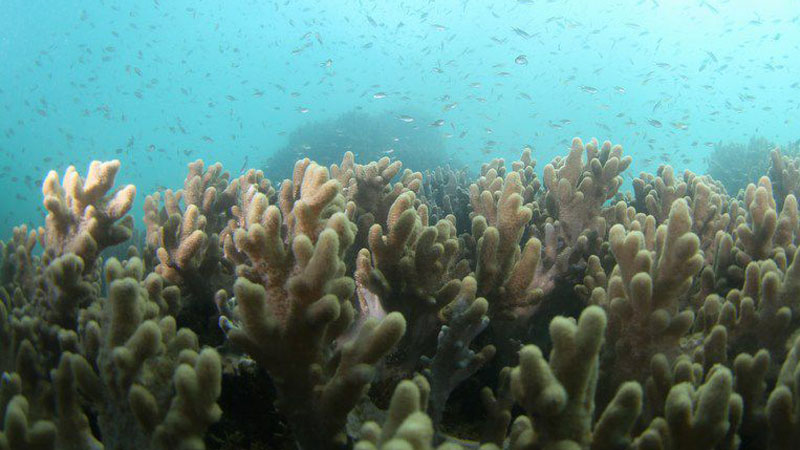 Chinese scientists plant corals to restore seabed ecology