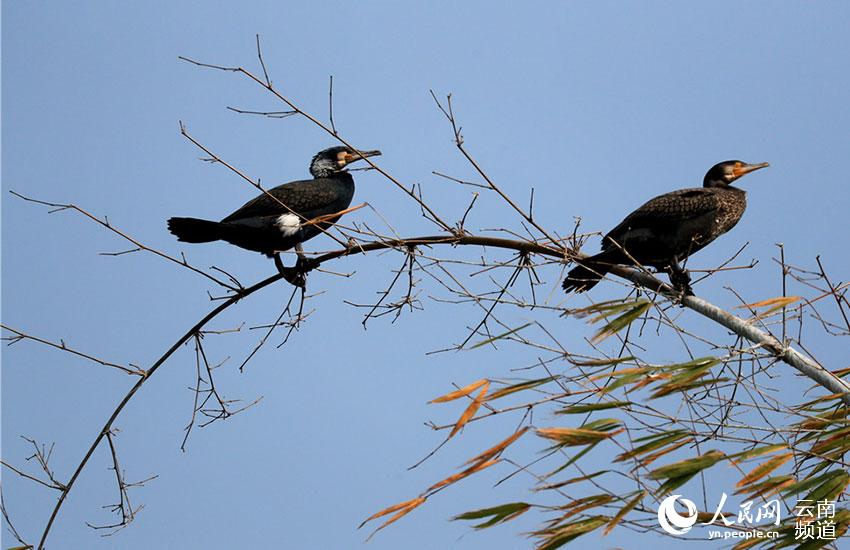 In pics: Come and watch 67 kinds of water birds at Tengchong in China’s Yunnan Province