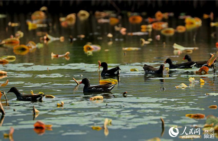 In pics: Come and watch 67 kinds of water birds at Tengchong in China’s Yunnan Province