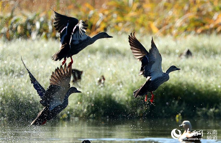 In pics: Come and watch 67 kinds of water birds at Tengchong in China’s Yunnan Province