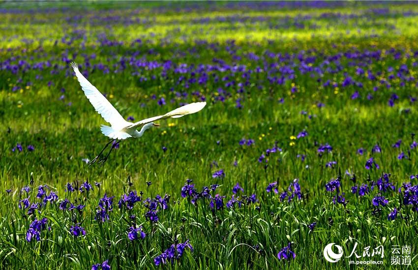 In pics: Come and watch 67 kinds of water birds at Tengchong in China’s Yunnan Province