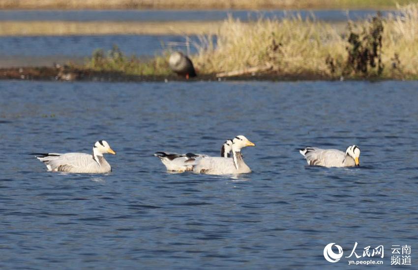 In pics: Come and watch 67 kinds of water birds at Tengchong in China’s Yunnan Province