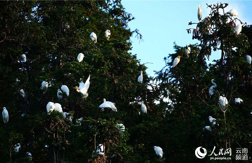 In pics: Come and watch 67 kinds of water birds at Tengchong in China’s Yunnan Province