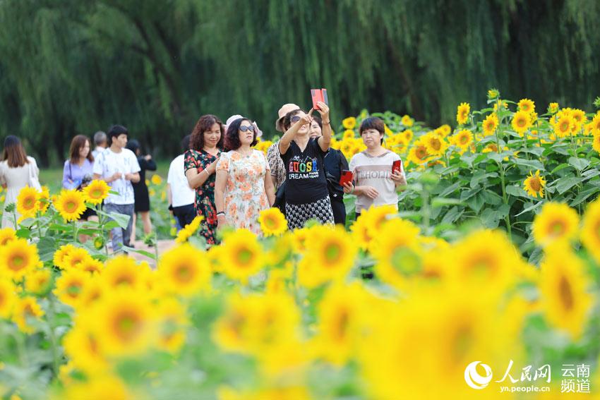 In China’s Yunnan, sunflowers paint an idyllic picture