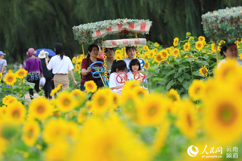 In China’s Yunnan, sunflowers paint an idyllic picture