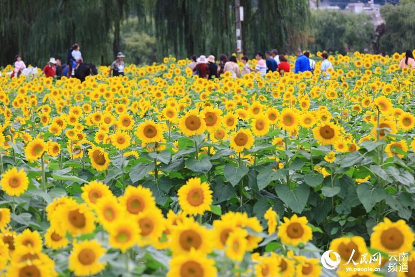 In China’s Yunnan, sunflowers paint an idyllic picture