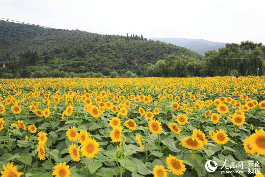 In China’s Yunnan, sunflowers paint an idyllic picture