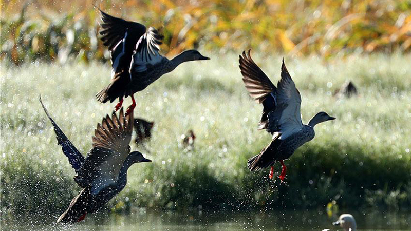 In pics: Come and watch 67 kinds of water birds at Tengchong in China’s Yunnan Province