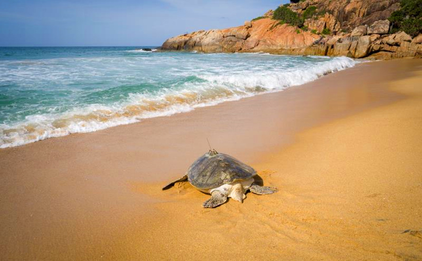 Turtles released back into sea in Hainan