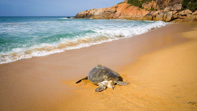 Turtles released back into sea in Hainan